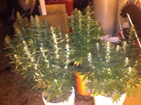 Cal mag and grow or bloom