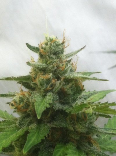 indoor/outdoor 420's  blowin' it up for sure!