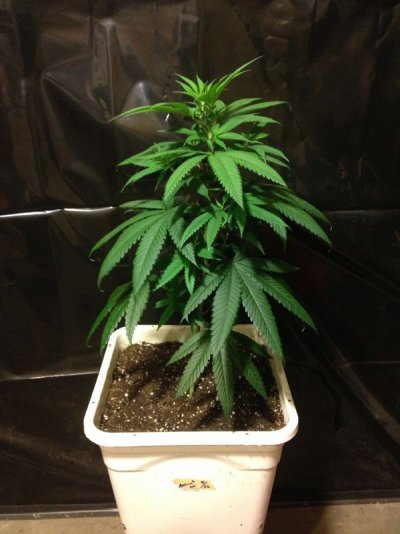Ancient og