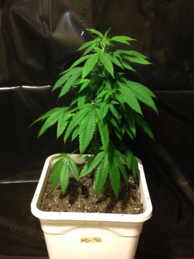 Diesel fire1