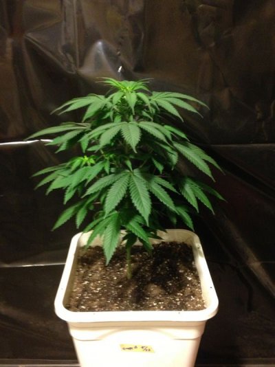 Grape13