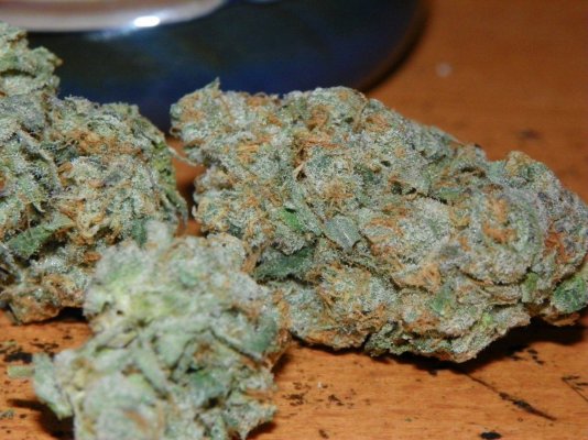 WOOKIE = gsc forum x the white