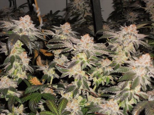 Girl Scout Cookies & Friends