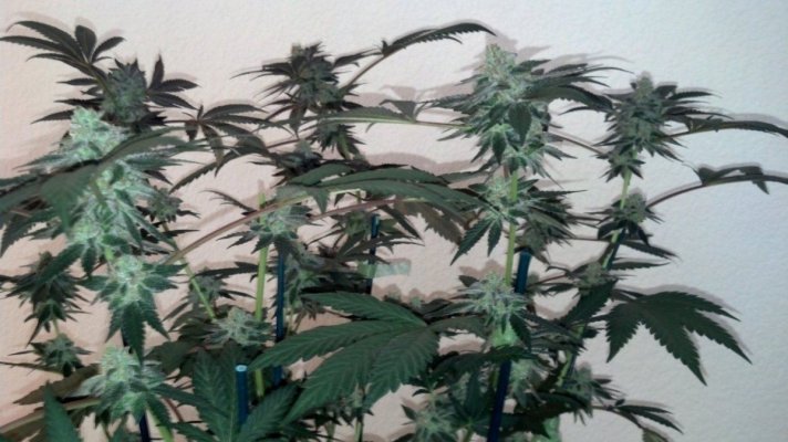 Girl Scout Cookies & Friends