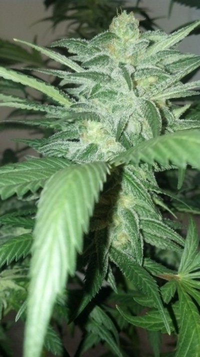 Lungcandy1xsweettooth4.