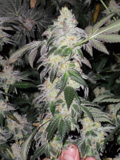 Girl Scout Cookies & Friends