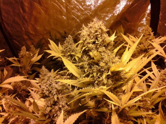 Gummi & Or - G / Flood & Drain / Soil