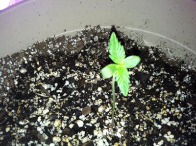 Big jays cream caramel grow first grow