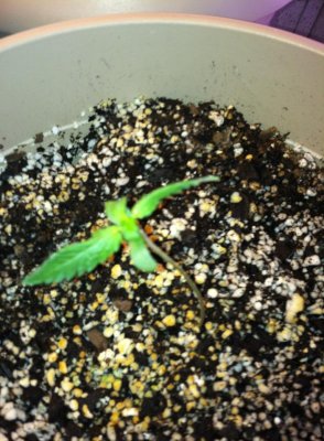 Big jays cream caramel grow first grow 7