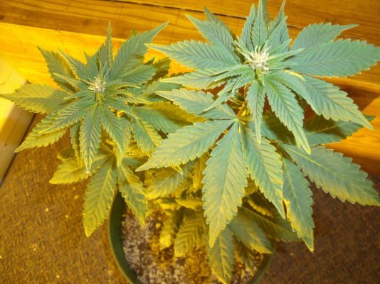 purple-rhino-2.jpg