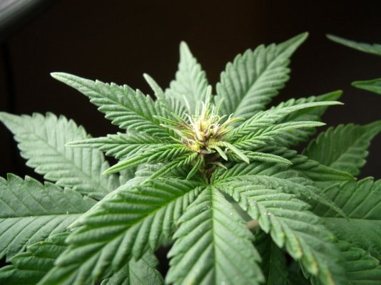 purple-rhino-4.jpg