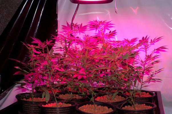 led-grow-mix-strains.jpg
