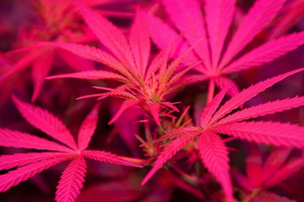 led-grow-mix-strains-3.jpg