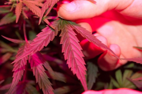 led-grow-mix-strains-5.jpg