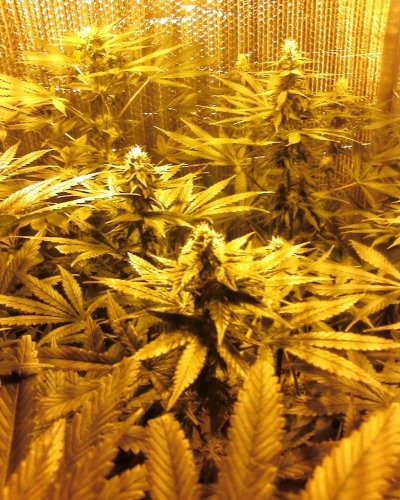first grow in 15  or so years 038.jpg
