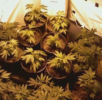 *Papa Kush's FIRST GROW Diary*