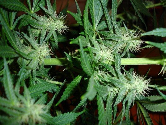 first grow in 15  or so years 043.jpg