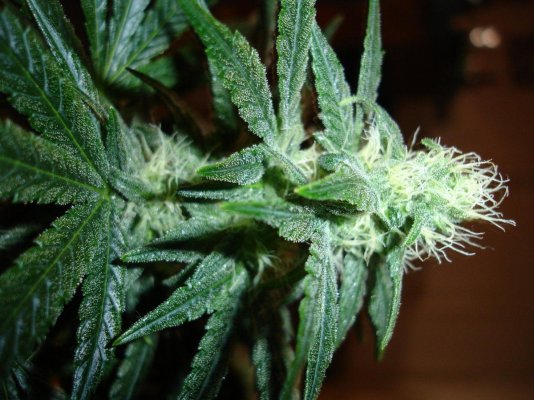 first grow in 15  or so years 045.jpg