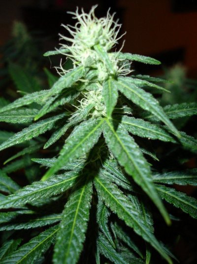 first grow in 15  or so years 042.jpg