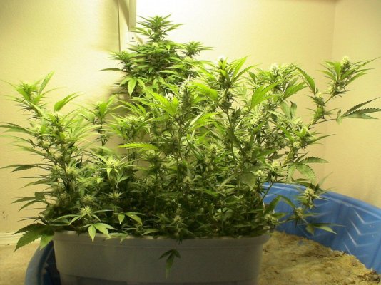 tub 012.jpg
