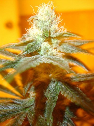 first grow in 15  or so years 066.jpg