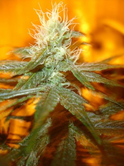 first grow in 15  or so years 067.jpg