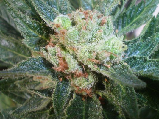 Seedrun indoor for growing outdoor. Organic