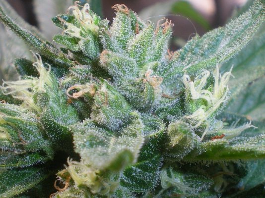 Seedrun indoor for growing outdoor. Organic
