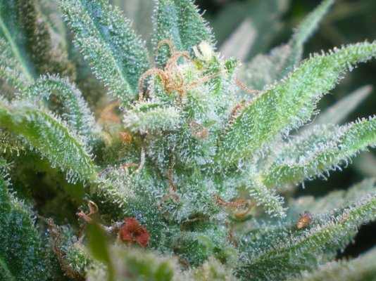 Seedrun indoor for growing outdoor. Organic