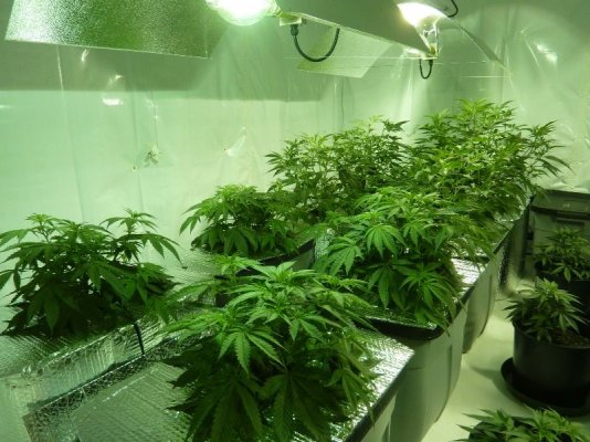 First grow room - let the wild rumpus begin!