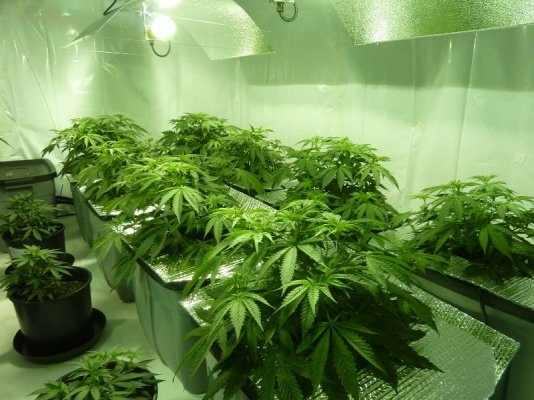 First grow room - let the wild rumpus begin!