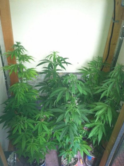 indoor/outdoor 420's  blowin' it up for sure!
