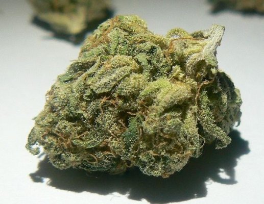 Smokin chronic @ PICNICS! with Jeezer :)
