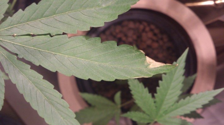 Help, please! Nutrition problem?