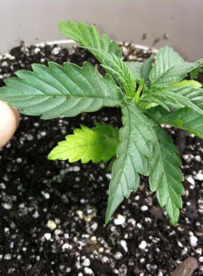 Weed 1