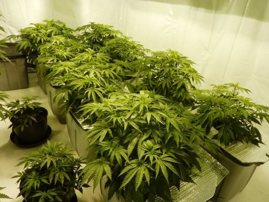 First grow room - let the wild rumpus begin!