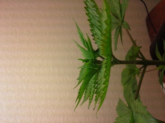 20130610_174524.jpg