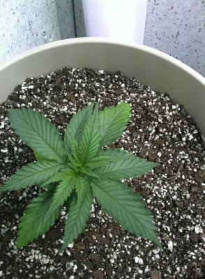 Herb1
