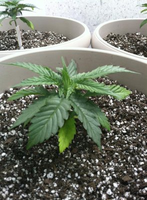 Herb4