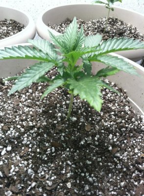 Herb7