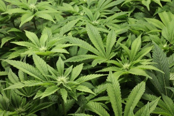anyone ever tried real organic hydroponics?