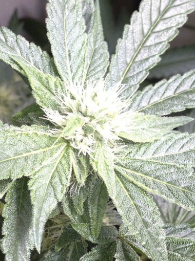 Nice bud from LEDs