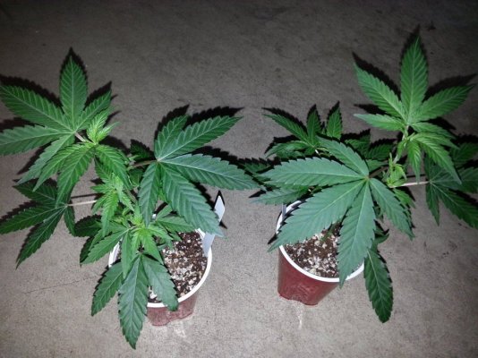 Girl Scout Cookies & Friends