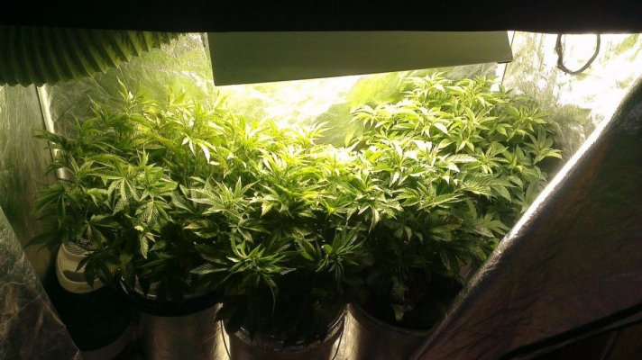 nwelite89--uc4xl--critical-kush-8.jpg
