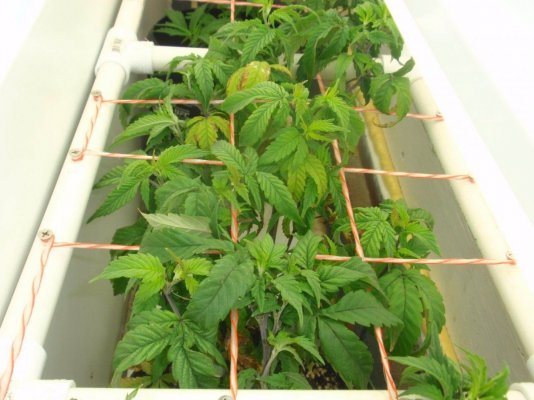 test scrog grow