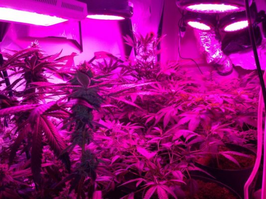 LED's as supplemental lightsources...