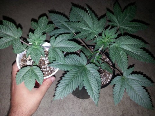 Lets talk about "runt" seedlings...