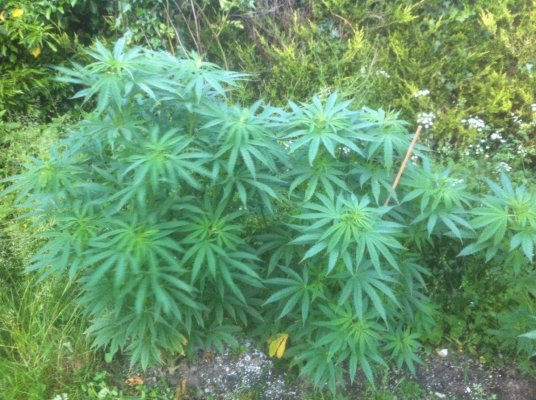 Biddy 1  2   June
