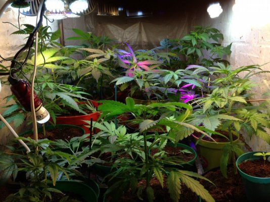 Wondering about the Super Grow Led's advertised here ---->