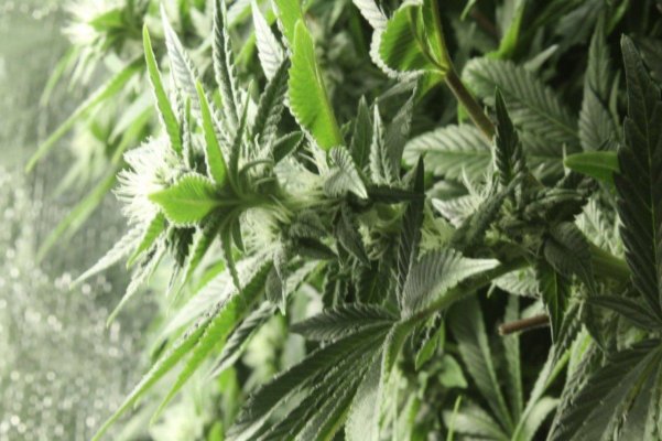 anyone ever tried real organic hydroponics?